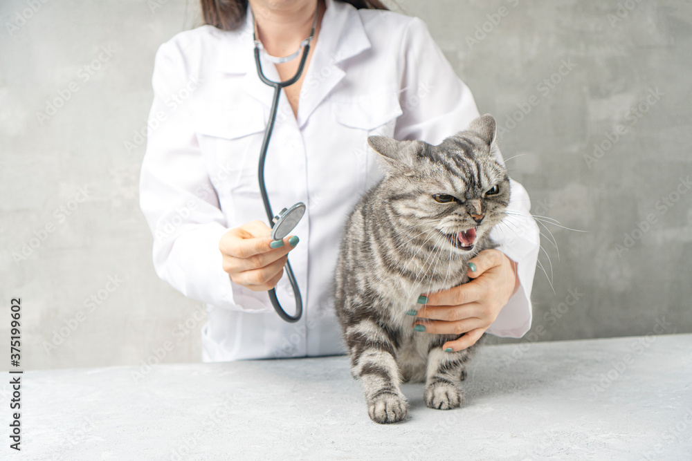 Checking the angry cat by the veterinarian with the stethoscope.