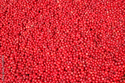 Pile of red lingonberries (cowberries) fill in the image photo