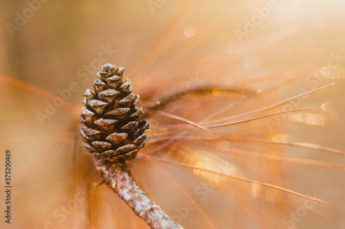 pinecone on a branch in golden light photo