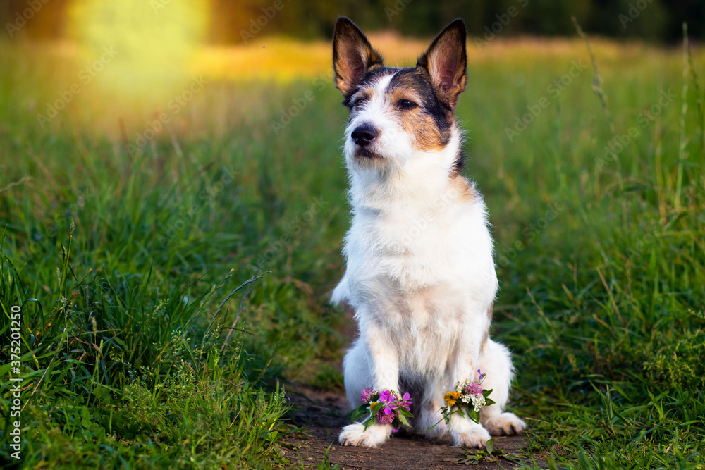 Portrait of a dog on a green meadow, summer. Flowers in paws. Cute pet Looking away in summer.