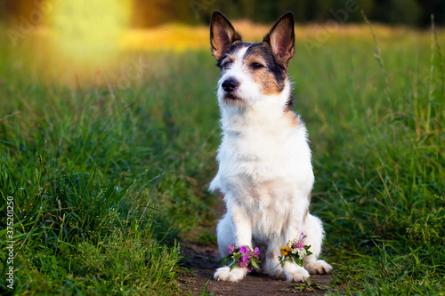 Portrait of a dog on a green meadow, summer. Flowers in paws. Cute pet Looking away in summer.