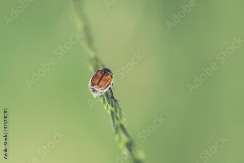 small heteroptera on a plant photo