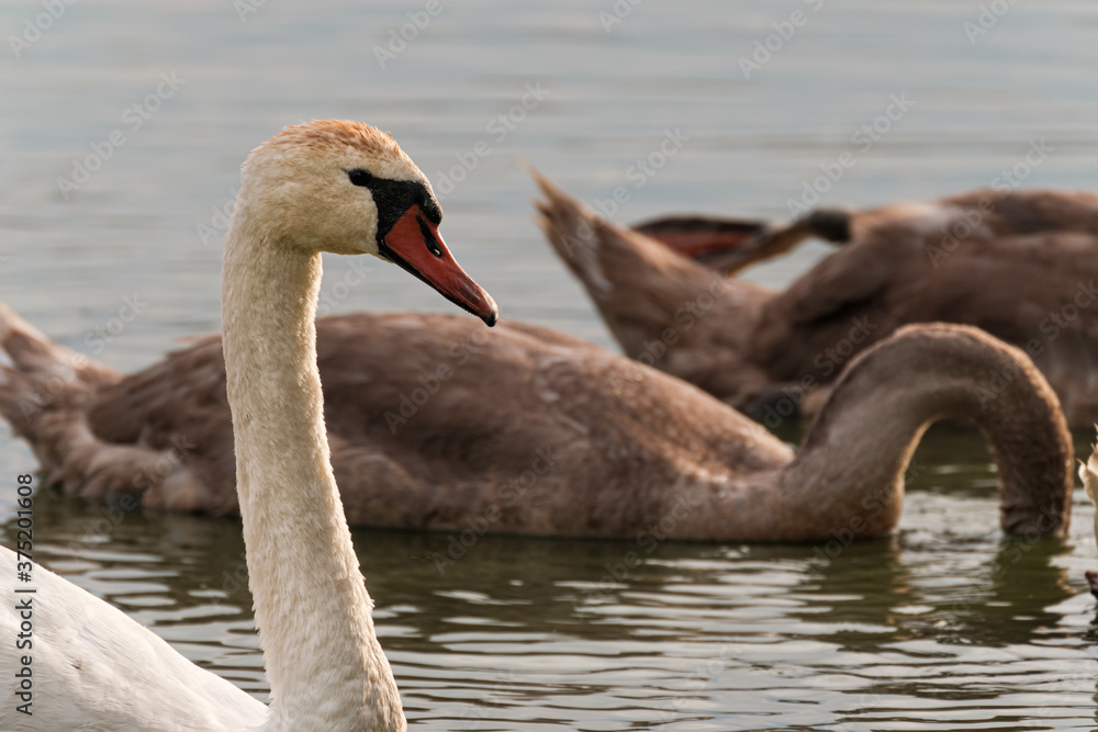 Fototapeta premium Swan portrait at sunset in the wild