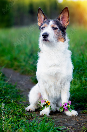 Portrait of a dog on a green meadow, summer. Flowers in paws. Cute pet in summer. Vertical frame photography