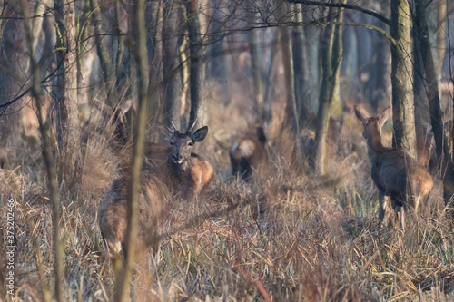 Fototapeta Naklejka Na Ścianę i Meble -  Jelenie cervus elaphus wypasają się w trawie