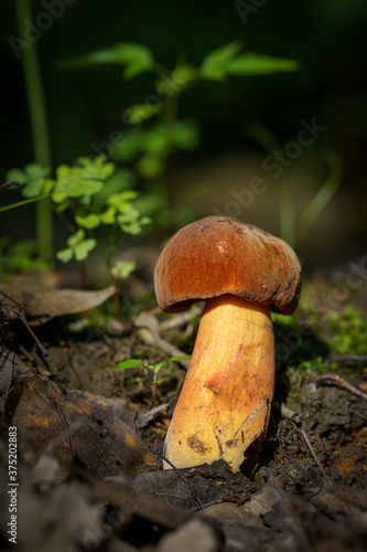 Mushroom in the forest