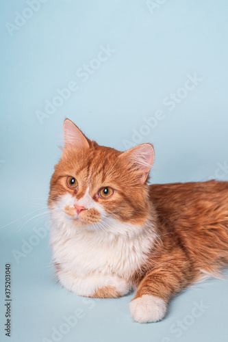 Adorable young ginger cat with white fur and curious face lying and resting on blue background