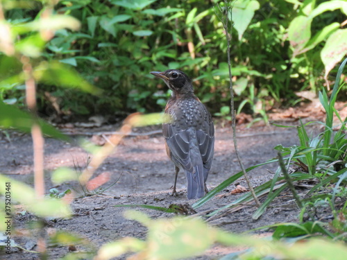 bird taking a walk