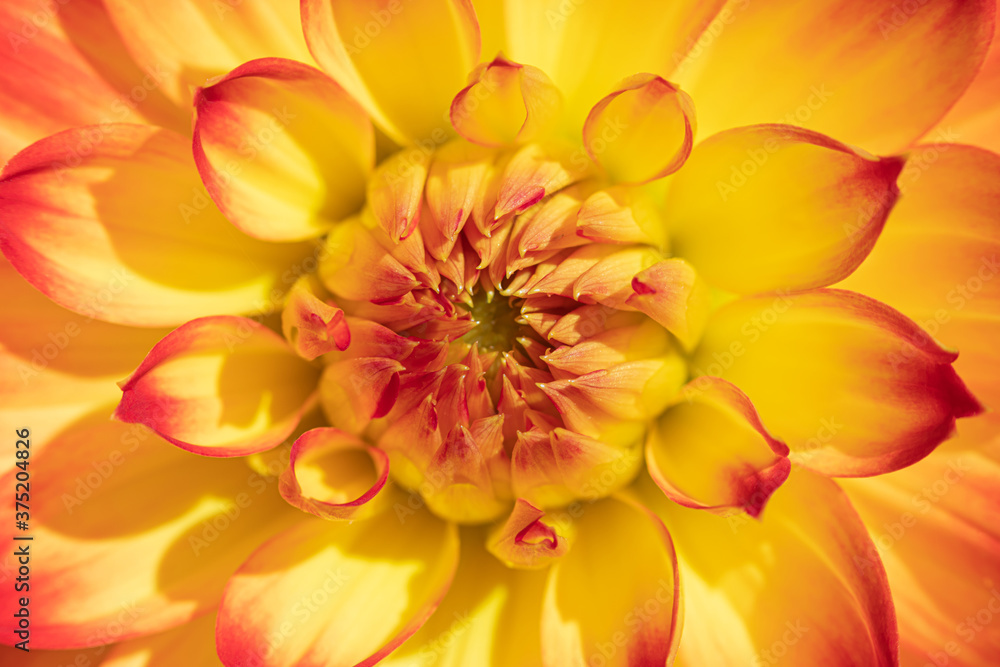Fototapeta premium The macro shot of the background or the texture of the yellow summer garden flower with the stamens, pestles and blades