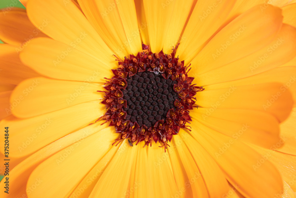 The macro shot of the background or the texture of the yellow summer garden flower with the stamens, pestles and blades The macro shot of the background or the texture of the yellow summer garden flower with the stamens, pestles and blades