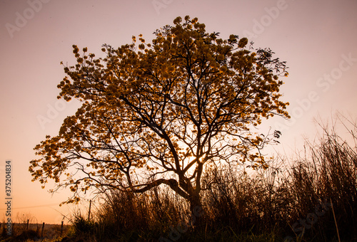 tree in sunset