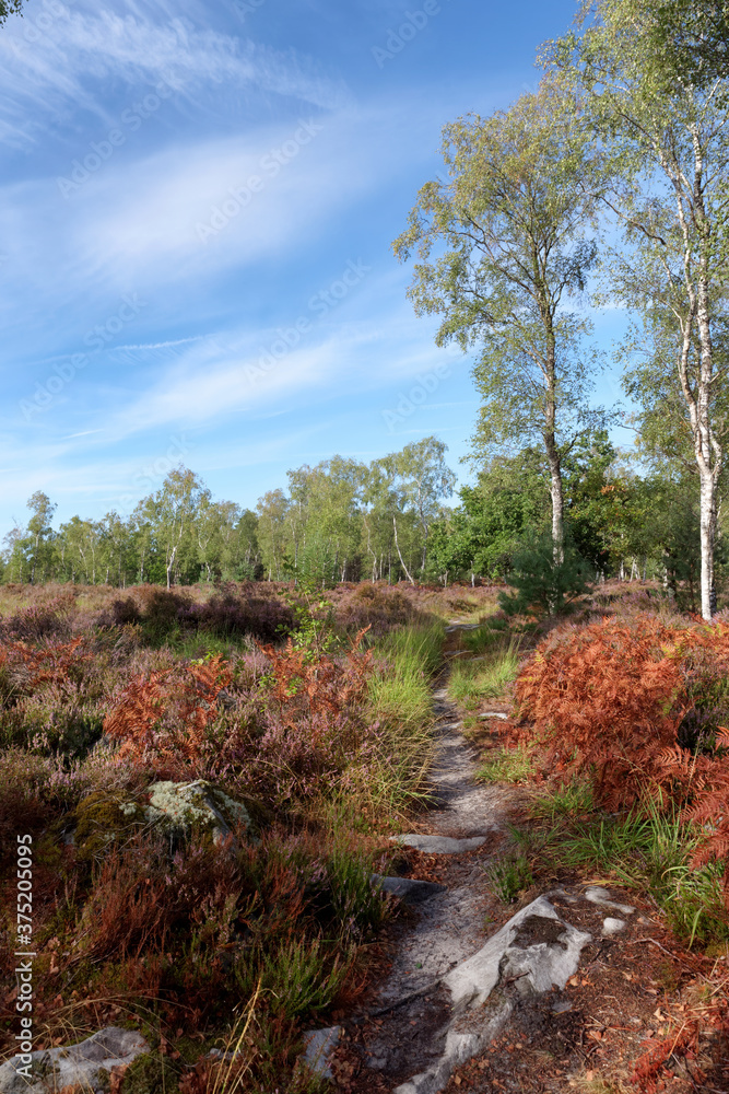 Hiking path and heatland  in Fontainebleau forest