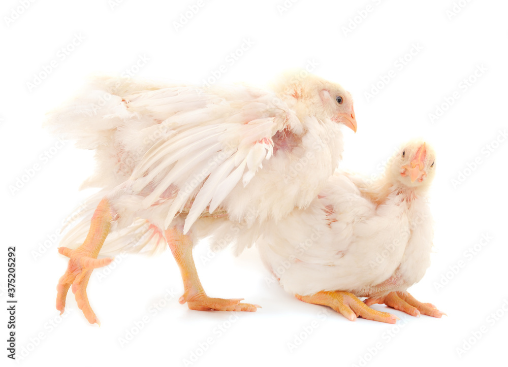 Two chicken or young broiler chickens.