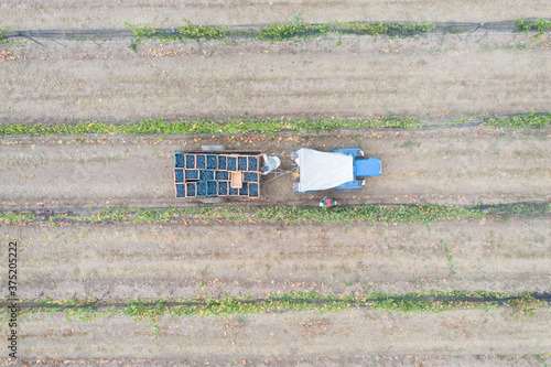 Vista aérea cenital de un tractor jalando un carro con huacales llenos de uva syrah, entre los viñedos, tras la vendimia. photo