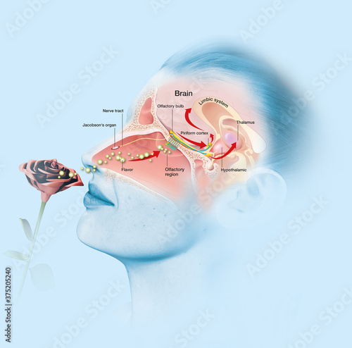 Olfaction, sense of smell, woman with rose, medically 3D illustration