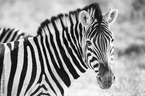 Fotografie Wild African Zebra Portrait