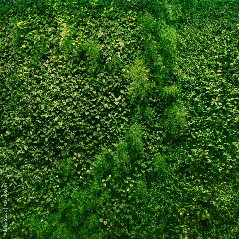 Vertical Garden Vertical Garden