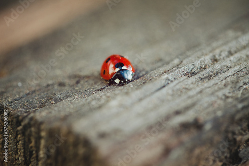 Close-up of ladybug on wooden table photo