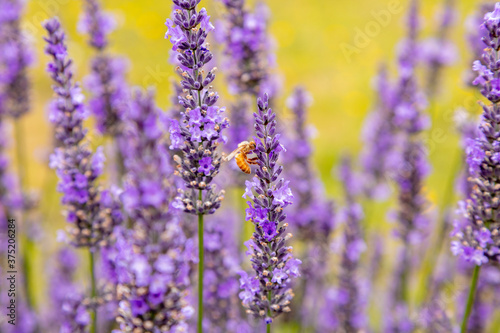 lavender field with honey bee