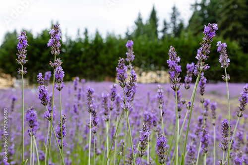 field of lavender