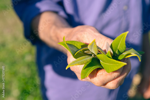 lemon myrtle photo