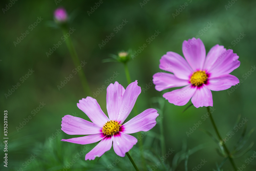 Cosmos bipinnatus Cosmos bipinnatus