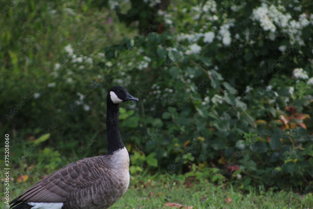 Goose in a park Goose in a park