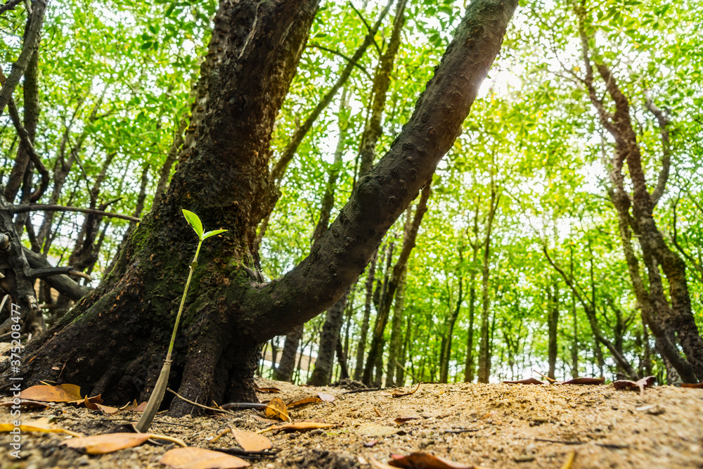 Sprout in a mangrove forest Sprout in a mangrove forest