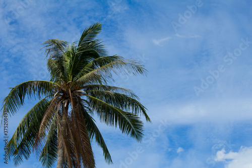 coconut tree with blue sky and clouds