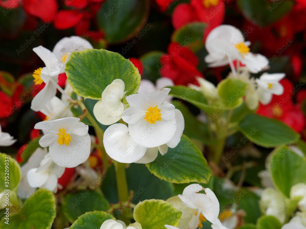 Begonia Papillon Clair De Lune Achat En Ligne stock.adobe.com