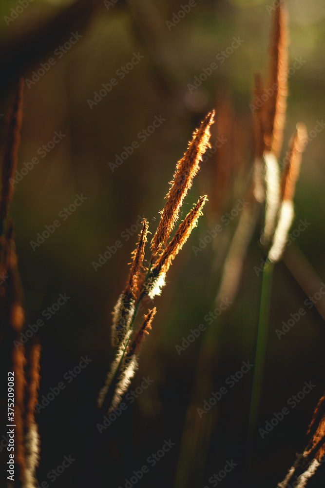 Fototapeta premium close up of grass