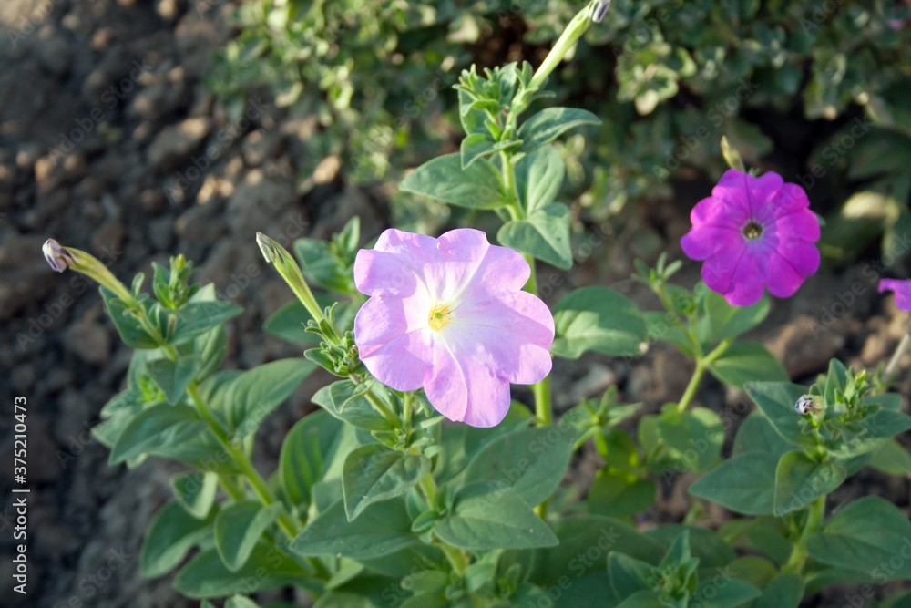 violet flowers in the garden violet flowers in the garden