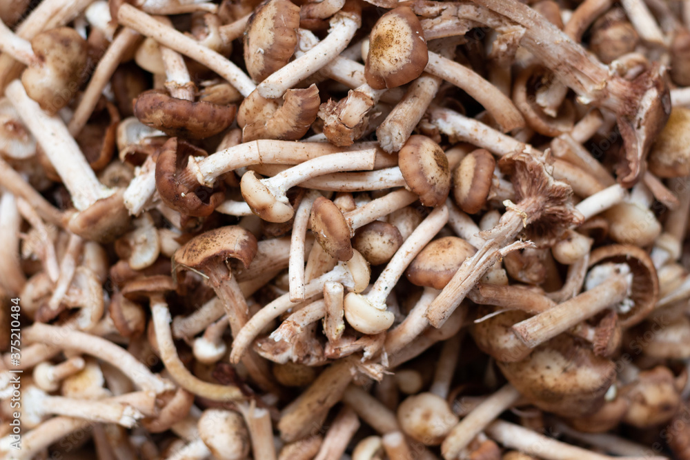 heap of honey mushrooms gathered in forest heap of honey mushrooms gathered in forest