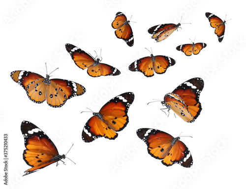 Amazing plain tiger butterflies flying on white background © New Africa