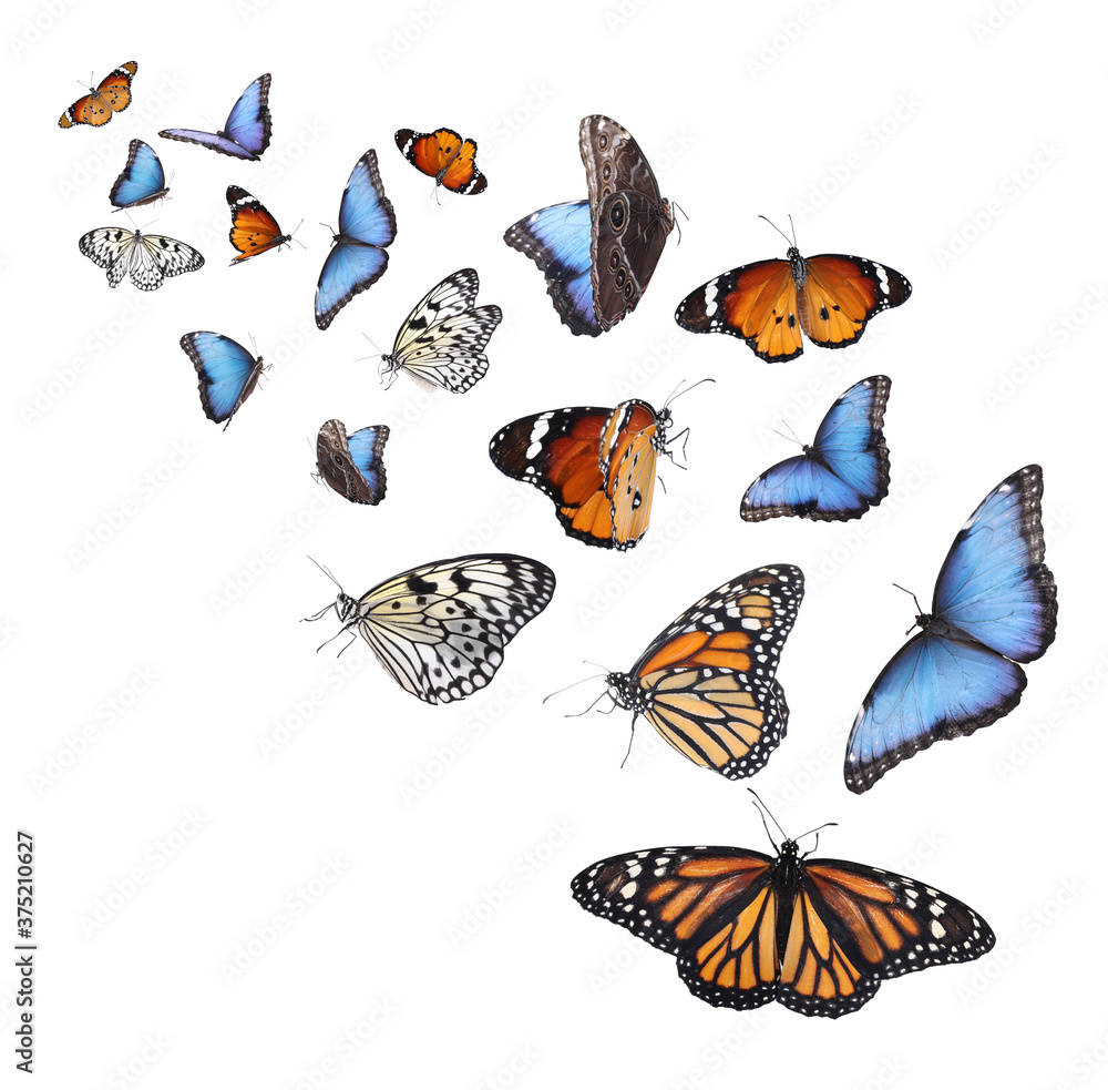 Amazing different butterflies flying on white background Stock Photo