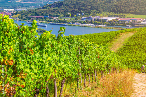 Vineyards green fields landscape with grapevine rows, grape trellis and path road on hills in river Rhine Valley, Rheingau wine region on Roseneck mount near Rudesheim town, State of Hesse, Germany photo