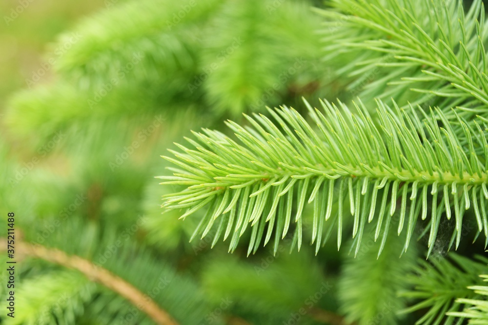 Naklejka premium New green tender spruce, young pine needles selective focus. Ingredient for medicine treatment oil. growing fir tree sprouts on branch on blurred green background. Evergreen tree