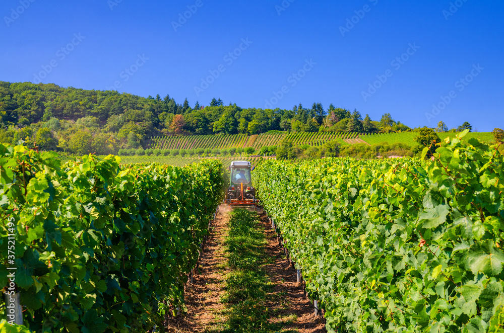 Obraz premium Agriculture tractor working in rows of vineyards green fields with grapevine trellis on river Rhine Valley hills, Rheingau wine region on Roseneck mount near Rudesheim town, State of Hesse, Germany