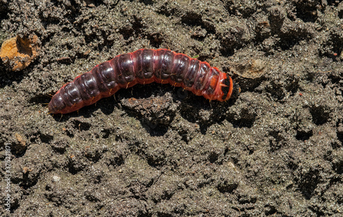 Caterpillar of an goat moth on the background of a soil. © vladk213