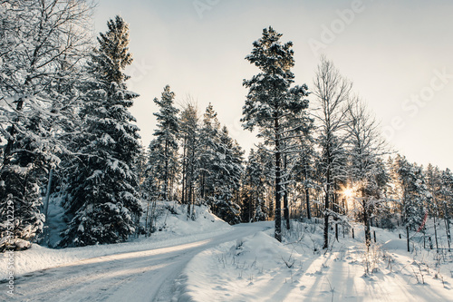 Wallpaper Mural Sun Shining Through Trees in Winter Torontodigital.ca