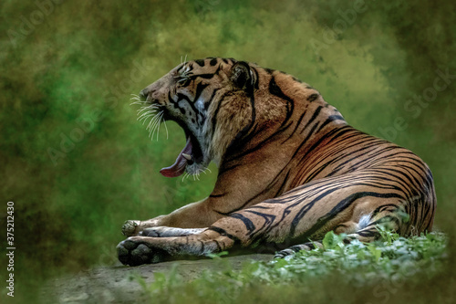 portrait of a roaring tiger