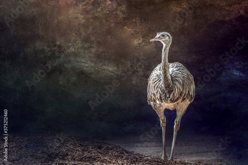 Photography portrait of a standing nandu