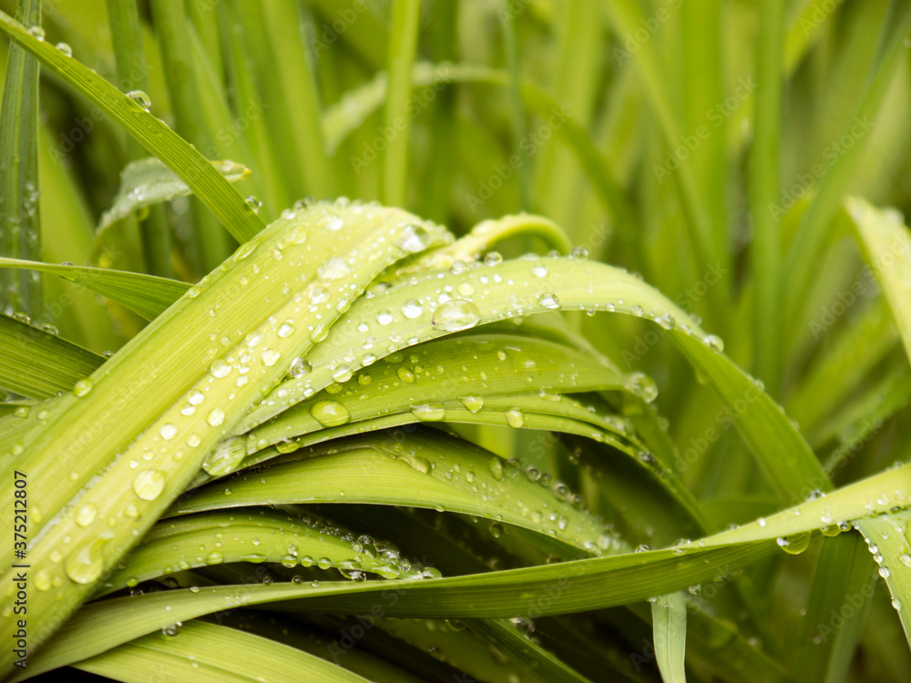 Fototapeta premium Green sedge leaves with water drops close up view