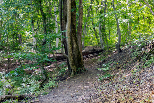 Beautiful scenic fresh trees in summer in the forest with the sun as a backlight