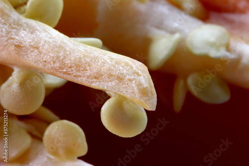 close-up organic and fresh red pepper detail