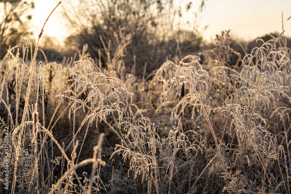 Fototapeta premium grass in the wind