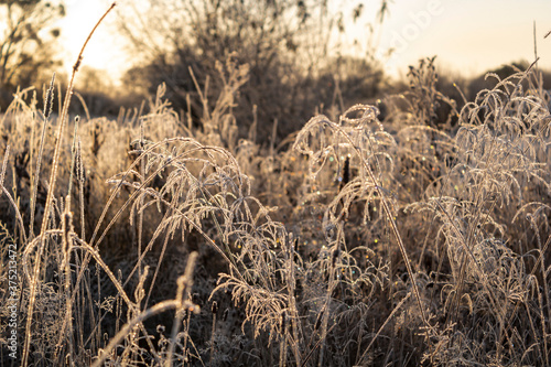 grass in the wind