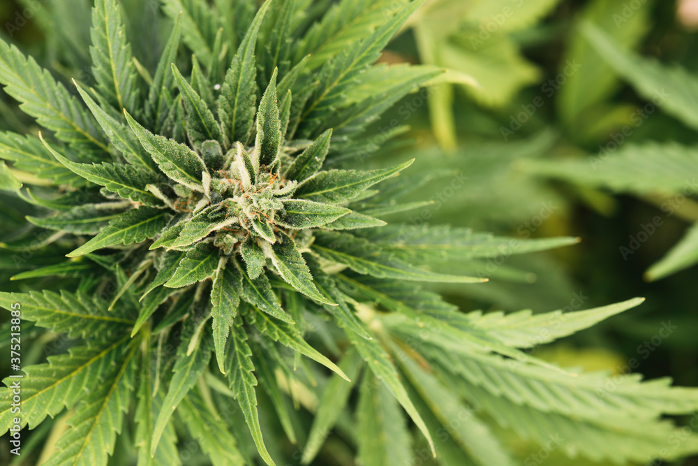 Marijuana plant - alternative medicine Marijuana plant - alternative medicine