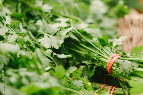 bunches of cilantro herbs for sale