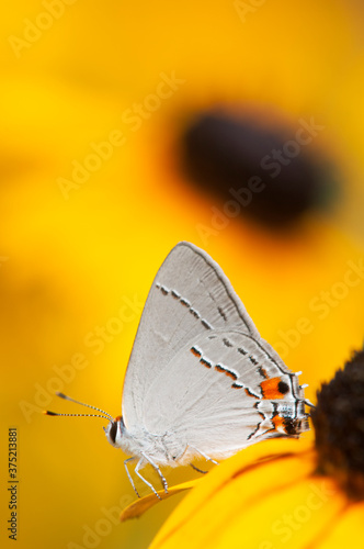 Grey Hairstreak butterfly on a blackeyed susan flower photo